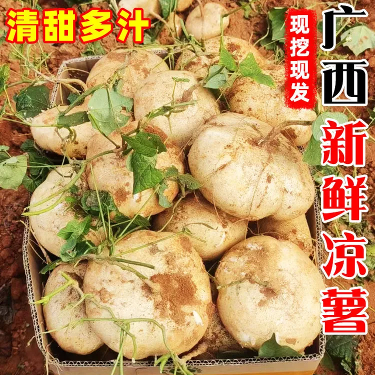 广西凉薯新鲜现挖白心地瓜沙葛应季水果当季蔬菜番薯脆甜沙地凉薯