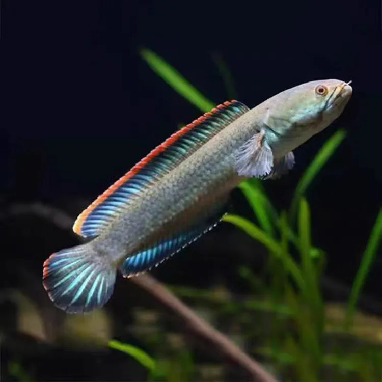 南鳢雷龙鱼精品彩虹雷龙鱼观赏鱼活体凶猛七彩鱼热带鱼淡水冷水鱼