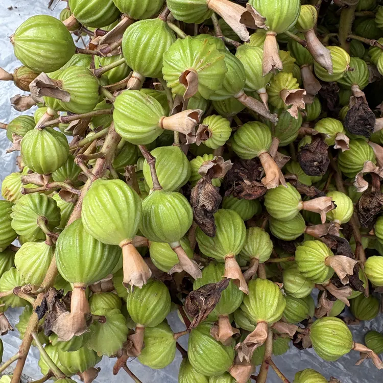 本地新鲜香砂仁果煲汤卤肉火锅必备食材调料香料