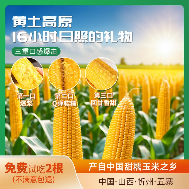 正道良田有机人工种植甜糯玉米2025年头茬早餐粗粮轻食8+2十根装