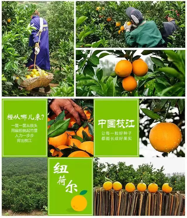 枝江纽荷尔脐橙自家果园现摘现发