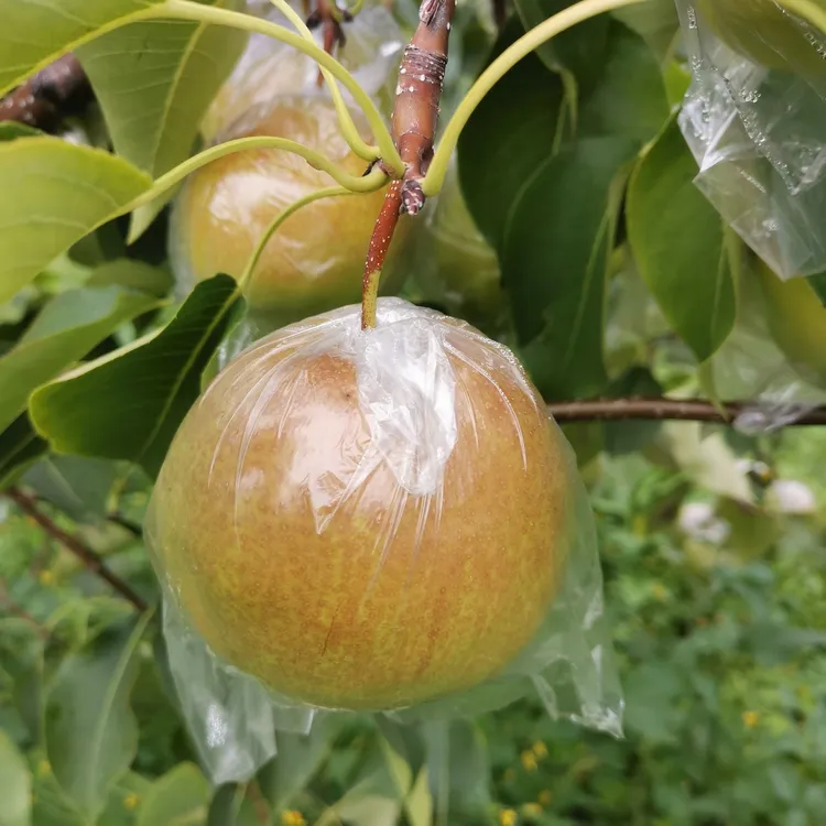 河南灵宝寺河山苹果玉露香彩虹梨试吃装