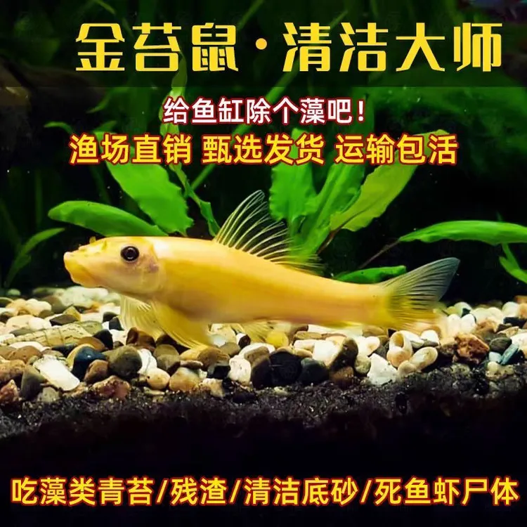 清苔鼠金苔鼠鱼观赏鱼清道夫鼠鱼鱼缸耐活除藻鱼清洁鱼活体工具鱼