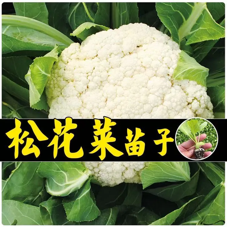 寿光菜苗西兰花包包菜苗花椰菜宝塔菜松花菜秧苗蔬菜四季蔬菜