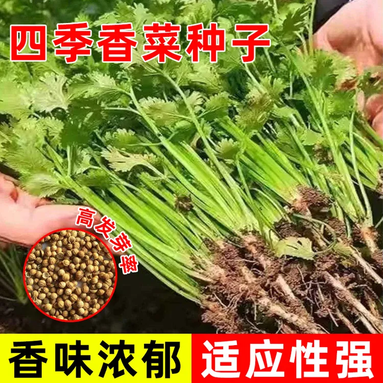 四季香菜种子大叶香菜种子耐抽薹耐热四季可种适合家庭盆栽种植