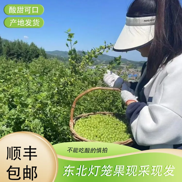 东北灯笼果新鲜 鹅莓开胃水果 醋栗孕妇果绿酸子粒 现摘现发包邮