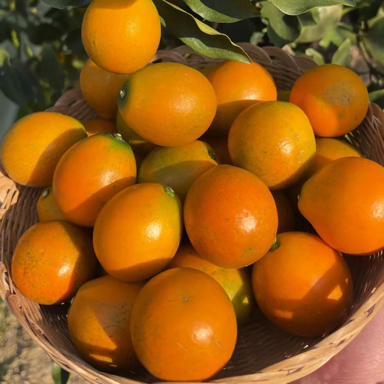 顺丰 广西融安脆蜜金桔/滑皮金桔 新鲜现摘水果无酸当季美味
