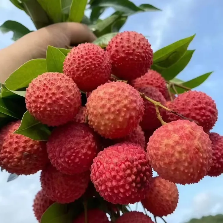 顺丰快递包邮正宗联饶老树桂味带枝发货5斤整箱