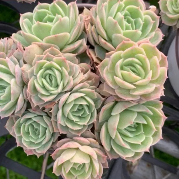 果冻昂斯诺群生多肉植物新手好养带盆带土发货包邮耐旱植物