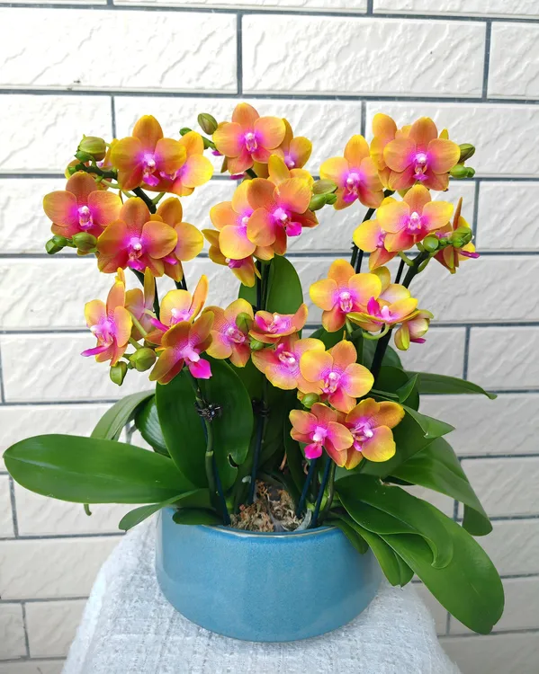 [沙拉黄金]蝴蝶兰带花有花苞蜡质花瓣桌面款餐桌茶桌等