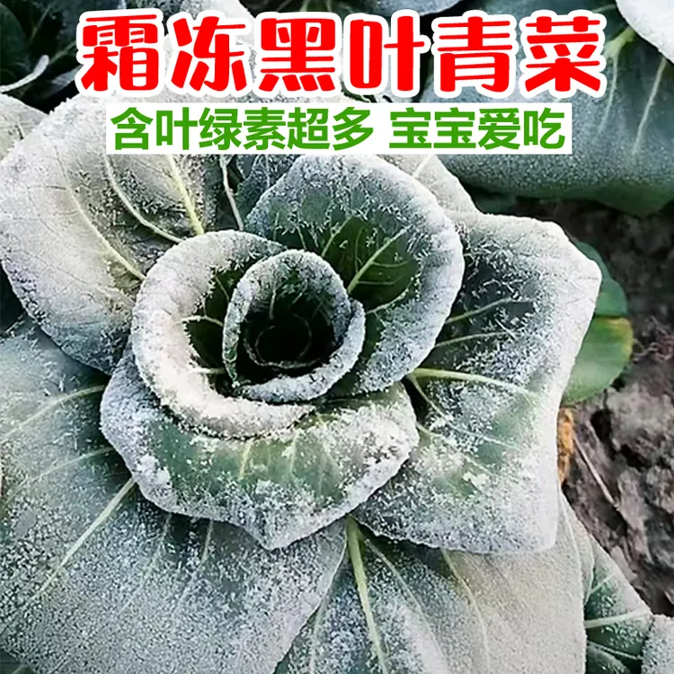 【超低价】苏北青菜黑叶新鲜露天青菜现摘现发应季蔬菜