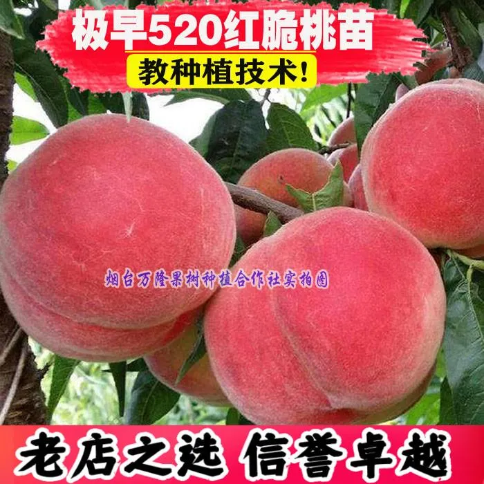 桃树苗【极早520红美脆桃苗】嫁接早熟桃美脆桃树苗桃子当年结果