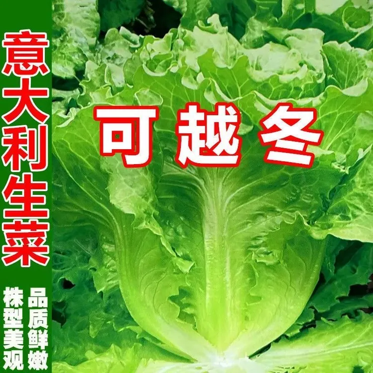【满5包包邮】意大利生菜种子四季可生吃阳台盆栽夏季耐热蔬菜种籽