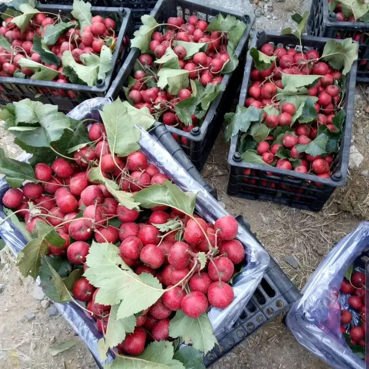 新鲜山楂果大金星山楂红果糖葫芦原料农家山楂红果干片果批发包邮