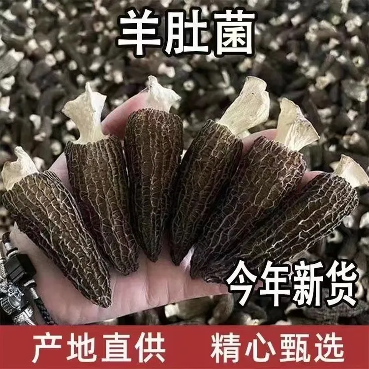 贵州特产羊肚菌2025精选头茬100克肉厚精品炖汤煲汤滋补食材中秋