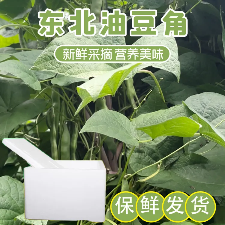 东北油豆角新鲜现摘 大地油豆角 现摘现发4斤装 泡沫箱冰袋发货