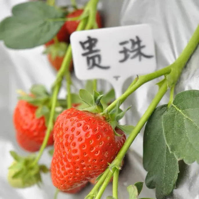 贵珠贵香贵甜心草莓苗盆栽观果阳台室外培育盆栽植物观果香甜饱满