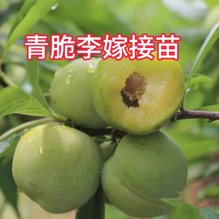 清脆李四川清脆李树苗清脆李嫁接苗汶川清脆李子树苗清脆李树苗