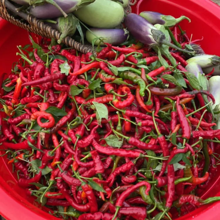 辣椒本地辣椒云南本地辣椒