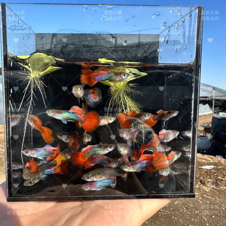 巴西红扇孔雀鱼2-3cm精品小型热带观赏鱼好养耐活怀孕母鱼淡水鱼