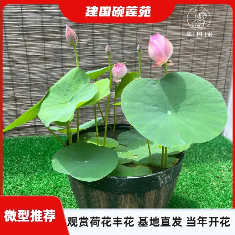 【微型丰花碗莲推荐】 荷花种藕阳台池塘盆栽水培植物基地直发