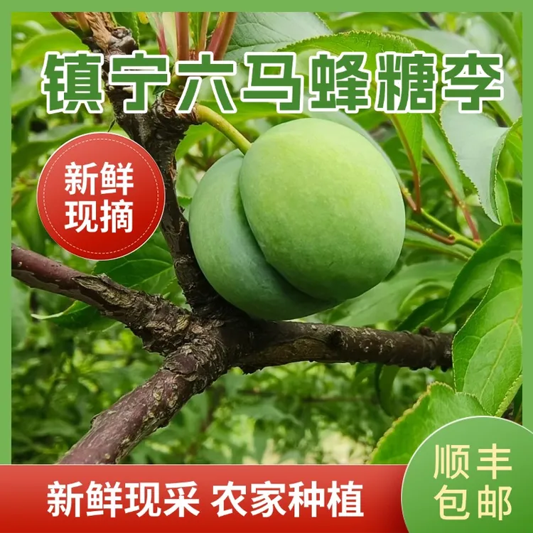 【顺丰包邮】正宗镇宁六马蜂糖李贵州特产香甜脆爽带箱4.5~5斤装