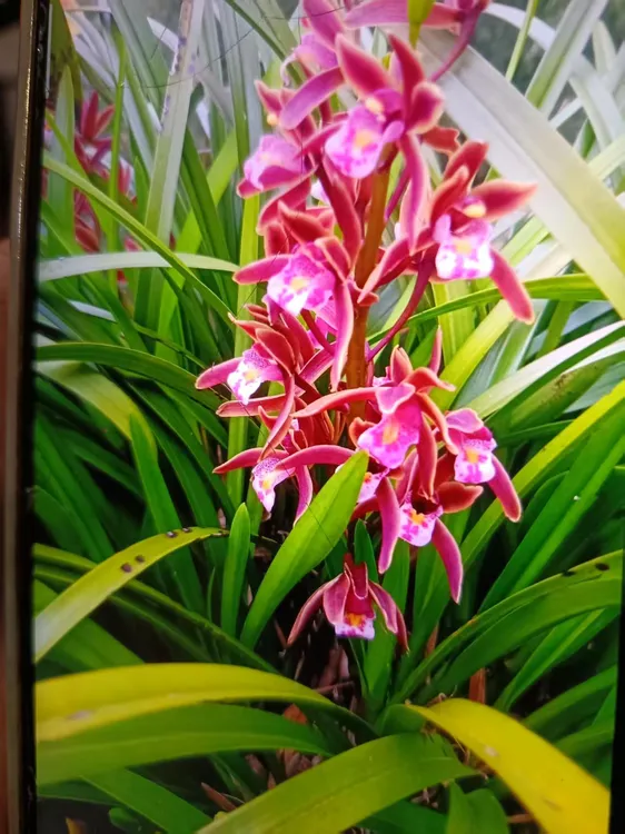 兰花铭品春江月色带盆幽香兰花兰花盆栽不带花室内好养易活兰草