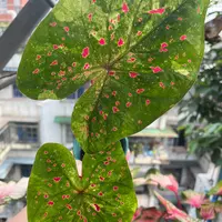 马菲特小姐彩叶芋自种款大种球原盆原土室内外好养颜色鲜艳耐热