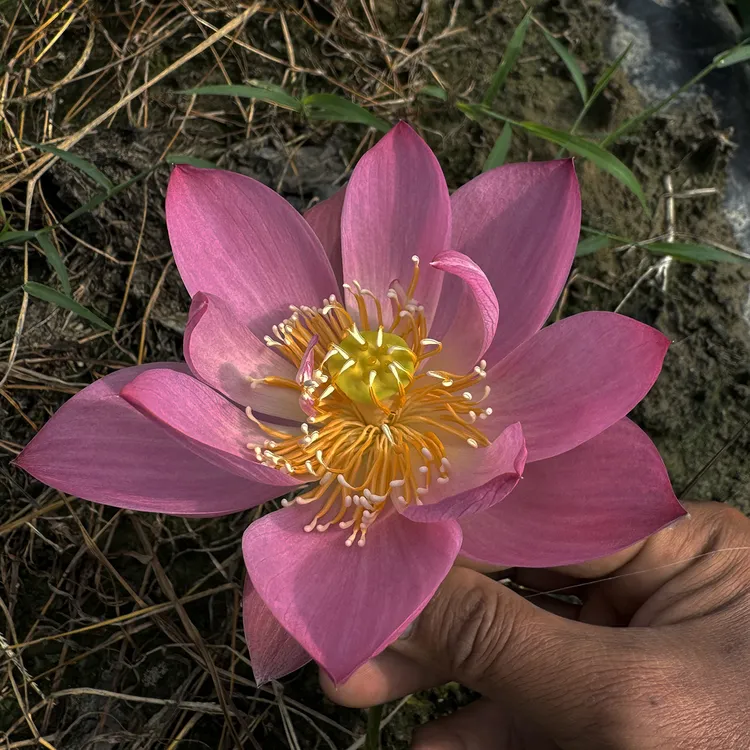 周劲松分享【591】家养小微型窗阳露台盆栽种植碗莲荷花种藕苗