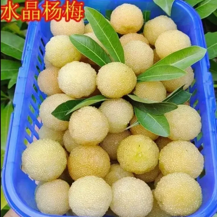 g水晶杨梅树苗正宗水晶杨梅果树苗阳台庭院盆栽地栽水晶杨梅苗