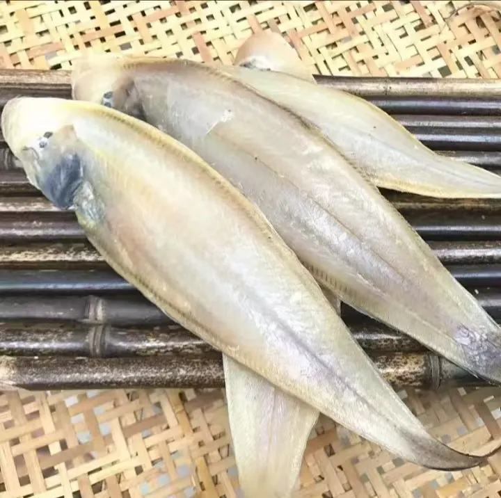 山东滨州发货渤海湾咸舌头鱼龙利鱼鲜香咸香3斤5斤装（京东发货）