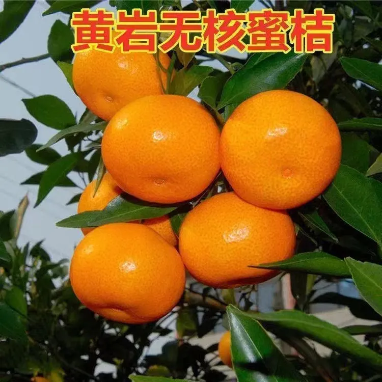 黄岩无核蜜桔苗 嫁接桔子树苗 甜橘子 黄岩蜜桔果树苗当年结果树