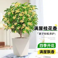桂花树苗四季桂花盆栽可食用开花不断室内阳台庭院浓香型花卉植物