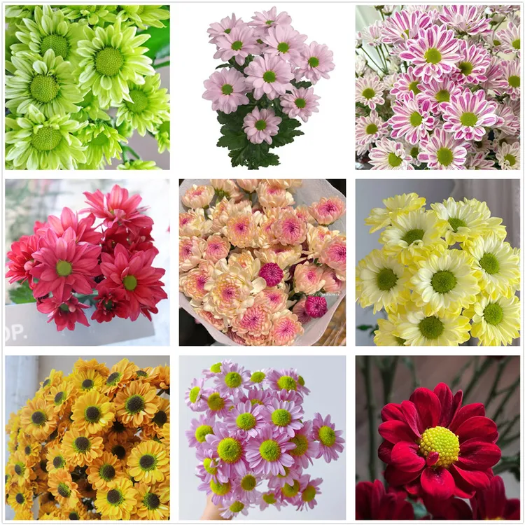 新品切花菊苗 雏菊花苗宝莲灯肯尼迪室内盆栽花卉多年生宿根植物 