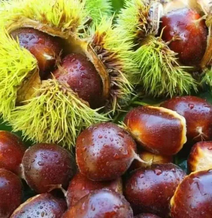 秦岭深山优质生鲜大板栗 2025年当季镇安大板栗生态天然鲜甜栗香