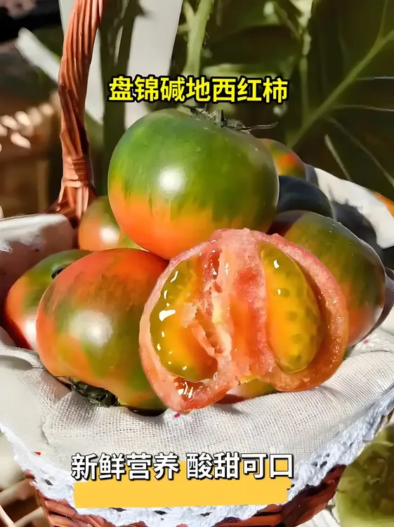 盘锦碱地柿子精品中果净重5斤，顺丰包邮！