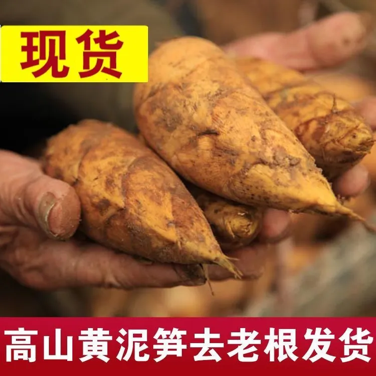 冬笋新鲜现挖竹笋新鲜现挖野生带壳竹笋两头尖冬笋当季新鲜蔬菜