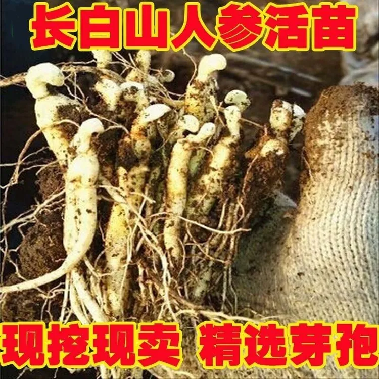 新鲜人参苗林下参苗 室内室外盆栽地栽林下参苗 带芽孢人参种苗