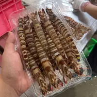 【冰瞳专属】海门本港活冻九节虾 斑节虾