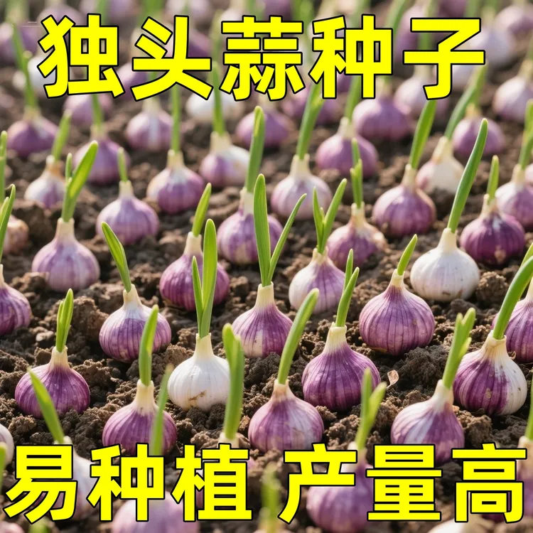 独头蒜种子云南紫皮独头蒜种籽新鲜2025新蒜独头大蒜种子独头蒜苗