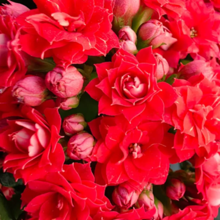 【阿玛朵】110盆红色中大花芙蓉花阮迪慧