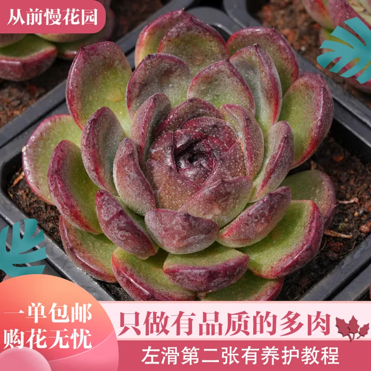 020-溜溜球-从前慢花园东云系多肉植物室内绿植多肉盆栽