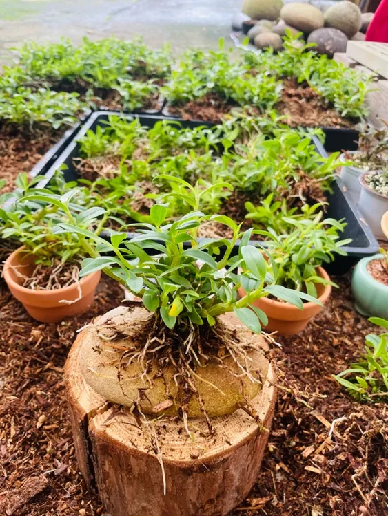 小曲茎石斛花卉石斛兰荔枝盆景室内外可石头盆栽石斛兰盆栽种植