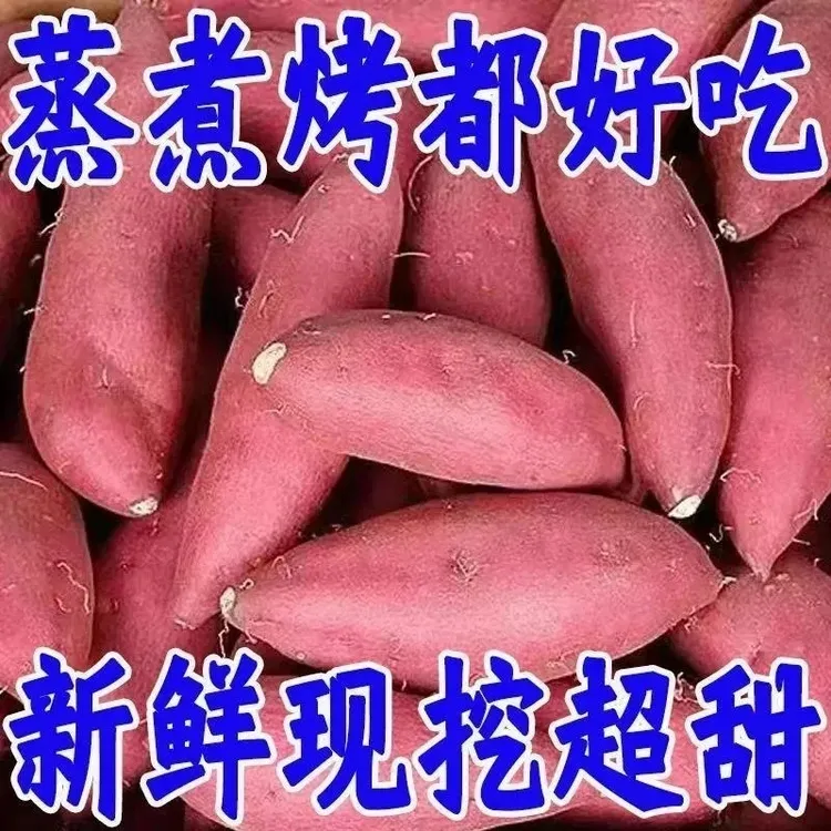 贵州高山红薯农家自种特产现挖现发正宗板栗味沙地红薯包邮