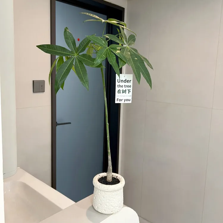 【喜半阴】原生发财树客厅大盆栽八方来财室内大型绿植大棵开业绿植