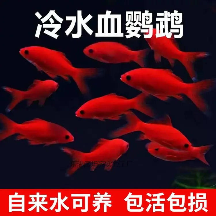 冷水鹦鹉鱼淡水鱼好养北方冷水鱼儿好养水产鱼鹦鹉鱼鹦鹉鱼观赏鱼