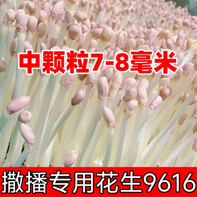 花生芽专用中颗粒花生米花育9616-12中颗粒7-8毫米点播撒播专用