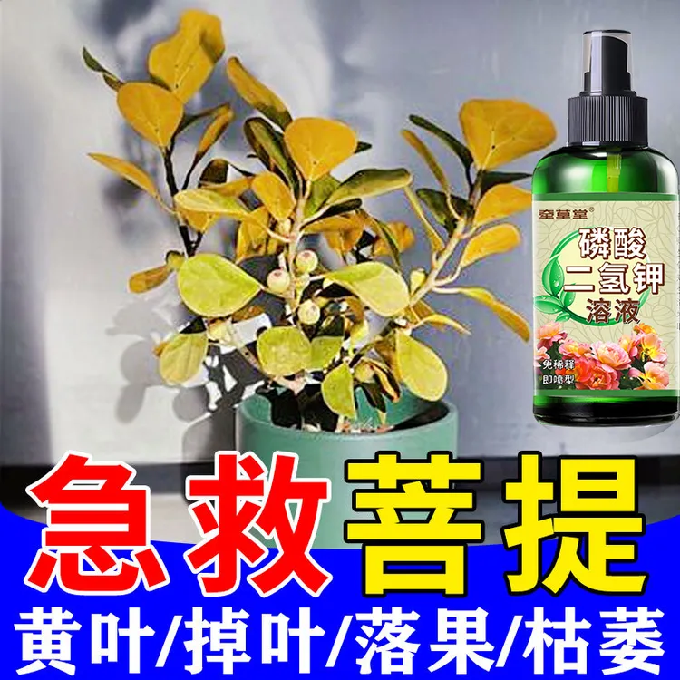 小盼菩提营养液防黄叶落果枯萎促生长绿叶免稀释小盼菩提专用肥