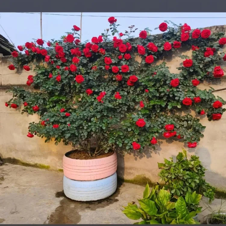 赛维娜   غۇلجىدىمۇ قىشتىن چىقىدۇ.سەيۋنا تال باراڭ ئەتىرگۈل.