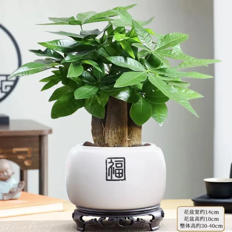 室内四季常青懒人水培客厅发财树盆栽桌面绿植招财植物养活